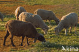 Merino schaap (Ovis domesticus)