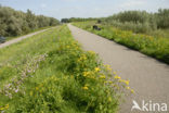 Nationaal Park de Biesbosch