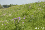 Nationaal Park de Biesbosch