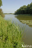 Nationaal Park de Biesbosch