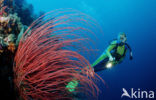 Nationaal Zeereservaat Wakatobi