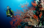 Nationaal Zeereservaat Wakatobi