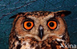 Oehoe (Bubo bubo)