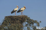 Ooievaar (Ciconia ciconia)