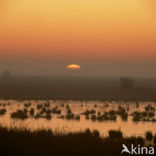 Oostvaardersplassen