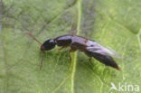 Othius myrmecophilus