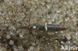 Oxypoda elongatula