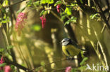 Pimpelmees (Parus caeruleus)