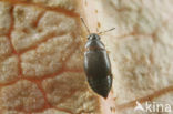 Proteinus brachypterus