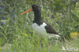 Scholekster (Haematopus ostralegus)