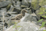 Scholekster (Haematopus ostralegus)