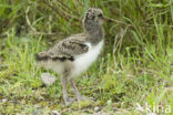 Scholekster (Haematopus ostralegus)