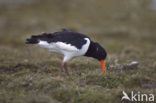 Scholekster (Haematopus ostralegus)