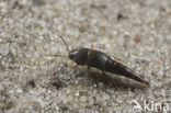 Sepedophilus marshami