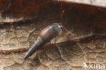 Sepedophilus marshami