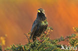 Spreeuw (Sturnus vulgaris)