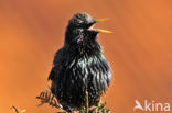 Spreeuw (Sturnus vulgaris)