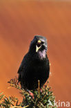 Spreeuw (Sturnus vulgaris)