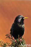 Spreeuw (Sturnus vulgaris)