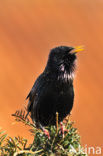 Spreeuw (Sturnus vulgaris)