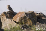 Steenuil (Athene noctua) 