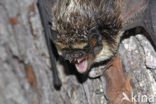 Tweekleurige vleermuis (Vespertilio murinus) 