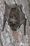 Tweekleurige vleermuis (Vespertilio murinus) 