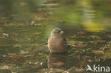 Vink (Fringilla coelebs)