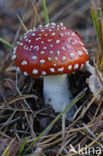 Vliegenzwam (Amanita muscaria)