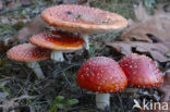 Vliegenzwam (Amanita muscaria)