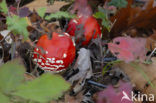 Vliegenzwam (Amanita muscaria)