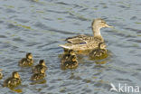 Wilde Eend (Anas platyrhynchos)