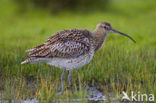 Eurasian Curlew (Numenius arquata) 