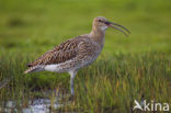 Eurasian Curlew (Numenius arquata) 