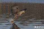 Zeearend (Haliaeetus albicilla)