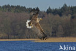 Zeearend (Haliaeetus albicilla)