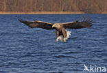 Zeearend (Haliaeetus albicilla)