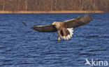 Zeearend (Haliaeetus albicilla)