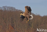 Zeearend (Haliaeetus albicilla)