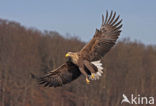 Zeearend (Haliaeetus albicilla)