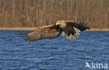 Zeearend (Haliaeetus albicilla)