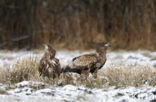 Zeearend (Haliaeetus albicilla)