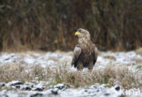 Zeearend (Haliaeetus albicilla)