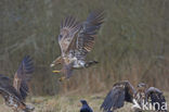 Zeearend (Haliaeetus albicilla)