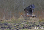 Zeearend (Haliaeetus albicilla)