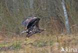 Zeearend (Haliaeetus albicilla)