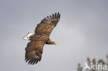 Zeearend (Haliaeetus albicilla)