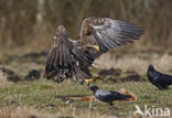 Zeearend (Haliaeetus albicilla)