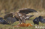 Zeearend (Haliaeetus albicilla)