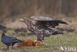 Zeearend (Haliaeetus albicilla)